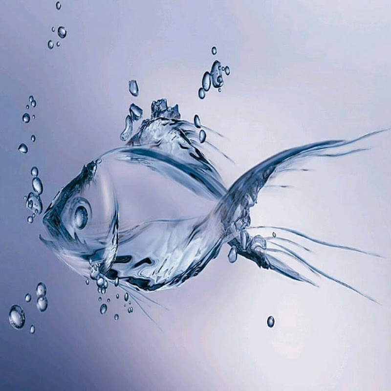Sealife4k 