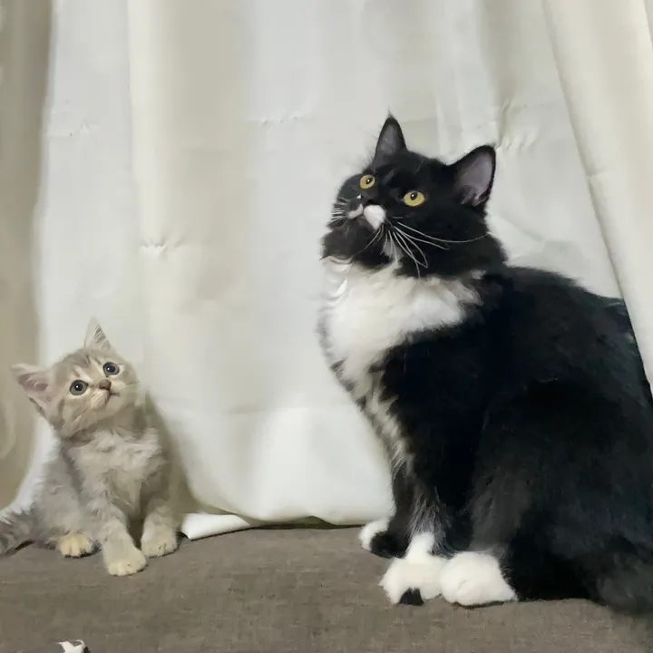 catsofrai