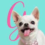 Gilda & Co | Diva e chihuahua = Caos garantito 💥