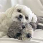 SarahCoco 💗Nao Hawaii