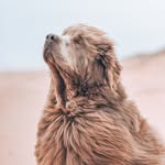❤️Teddy beige newfie🐻