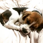 Jasper the Beagle