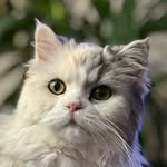 Funny Cat Videos Photos