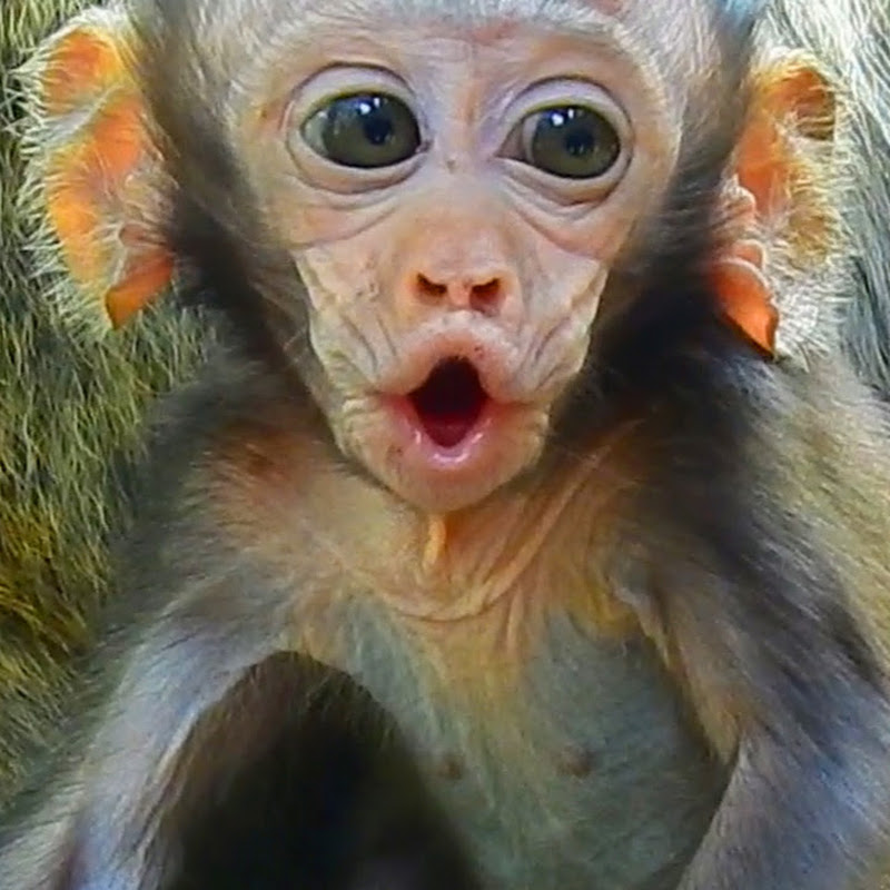 Monkeys smart