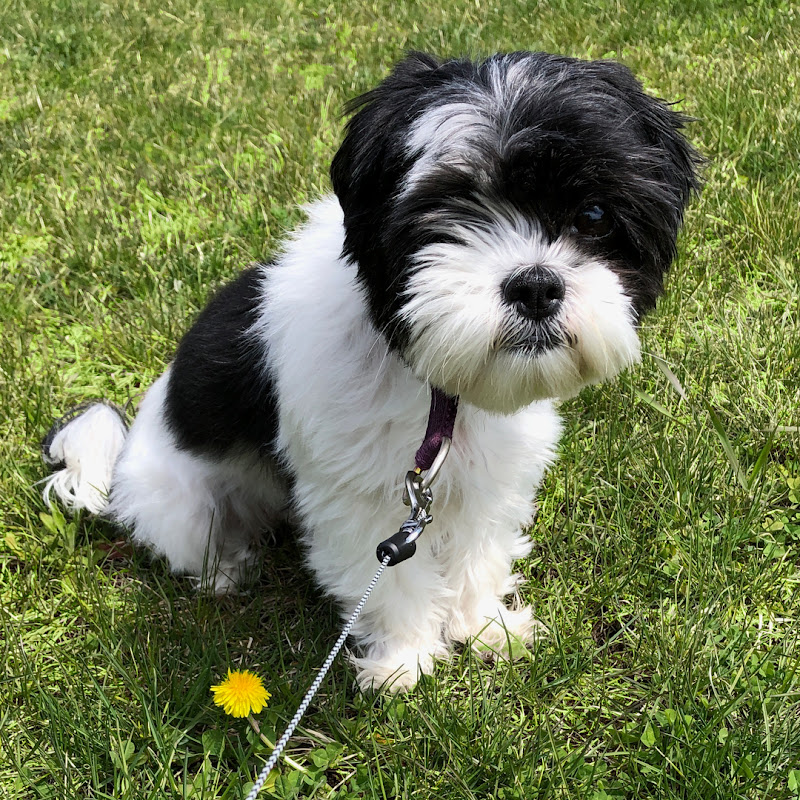 Little Miss Shih Tzu