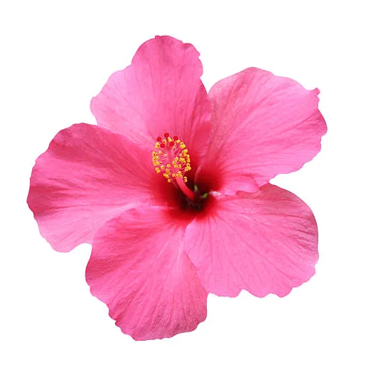 Unique Random Paradise US