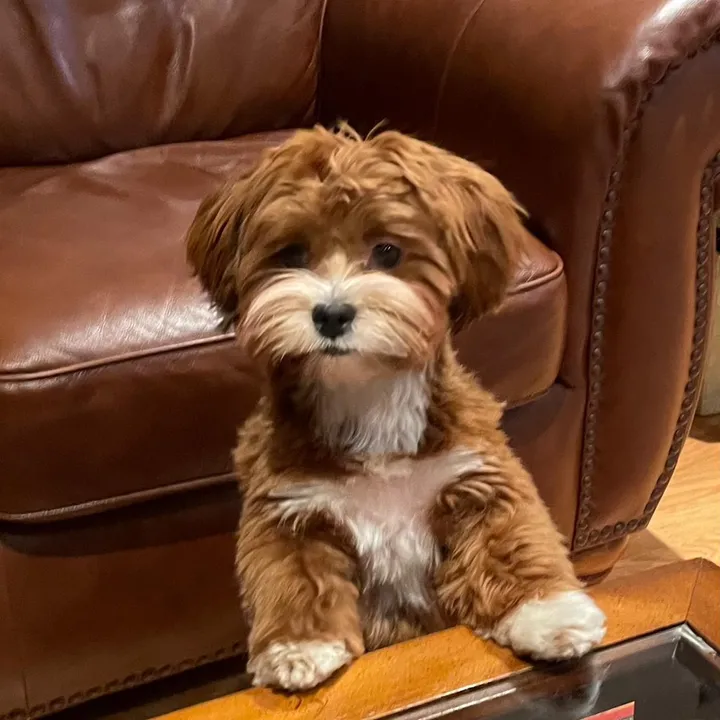 tula_the_havanese 🇨🇦
