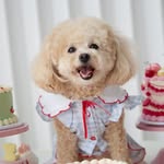 🐾 Kiko 布甸妹 🐩
