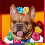 Dobby the Frenchie • ด๊อบบี้