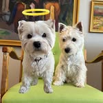 Tumi😇 and Lana the Westies🐾