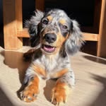 Vasco 🌭 🐾