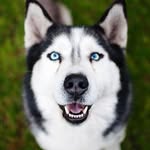 Husky