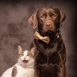 Cat and dog tales of Tarzan & Jane 🐾🇳🇱🐾