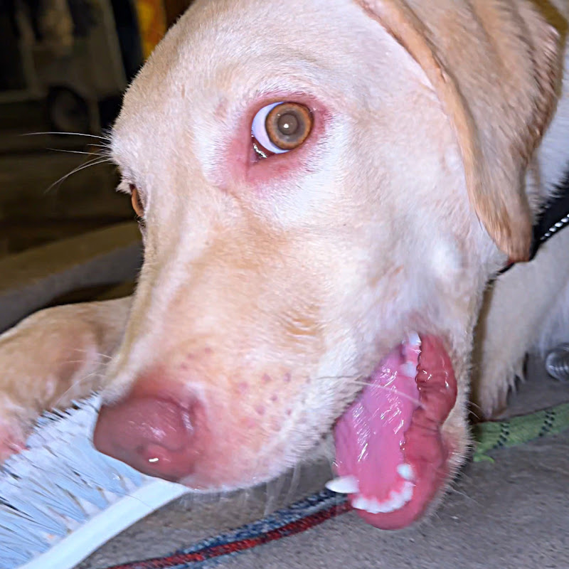 Help Animals KH
