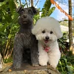 🅒🅤🅡🅛🅨TheMcoDog🇲🇾