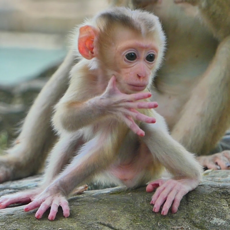 TV Monkeys