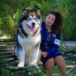 Alaskan Malamute Chile