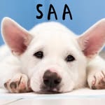 保護遺棄動物協會🐶🐱