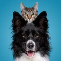 catsanddogsfunnyvideos