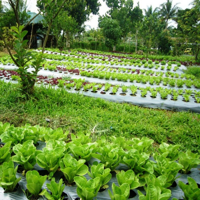 Fat Farm