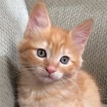 Barbra’s Foster Kittens