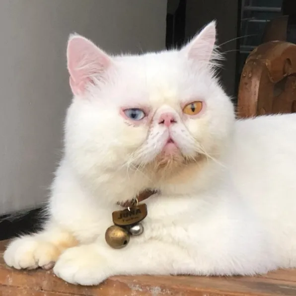 Deeva Pet Shop & Dokter Hewan