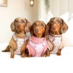 nova, loki & otto🤎