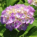 In Saitama