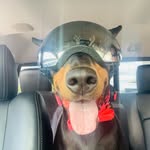 Piper
