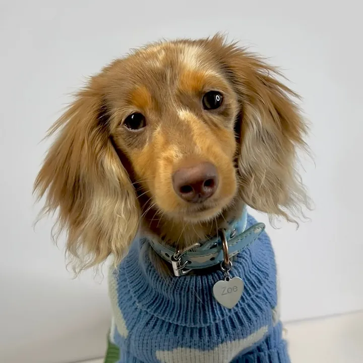 Zoe, The Doxie 🇪🇸🇧🇷