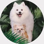 Koda & Zelda (Spitz&chi family)🐾