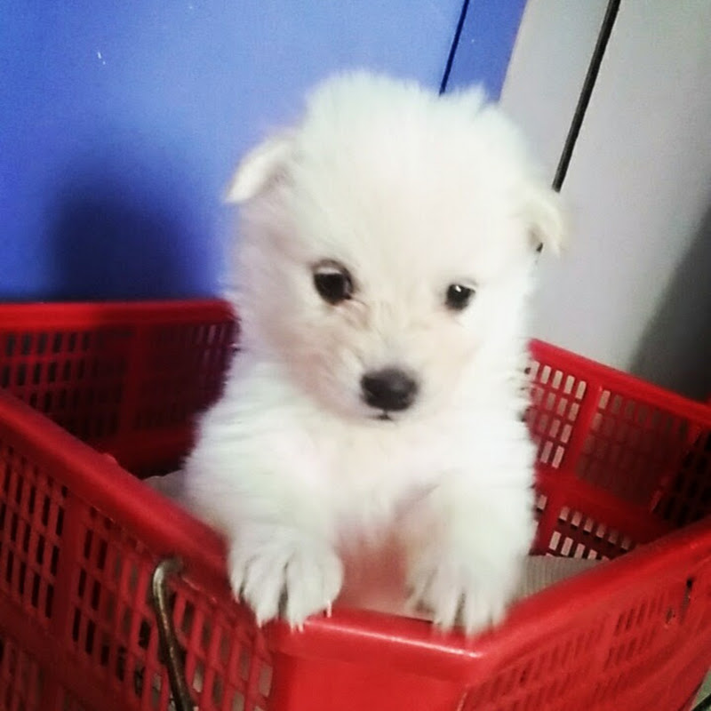 PetSmart INDIA