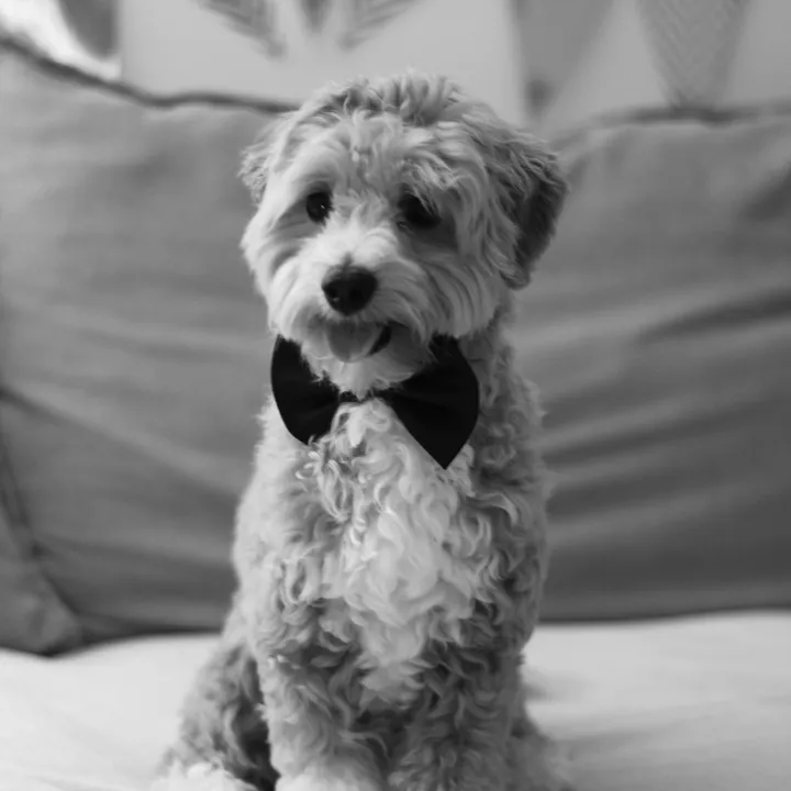 Cute Little Snoopy