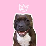 TYNA STAFFY 🐾