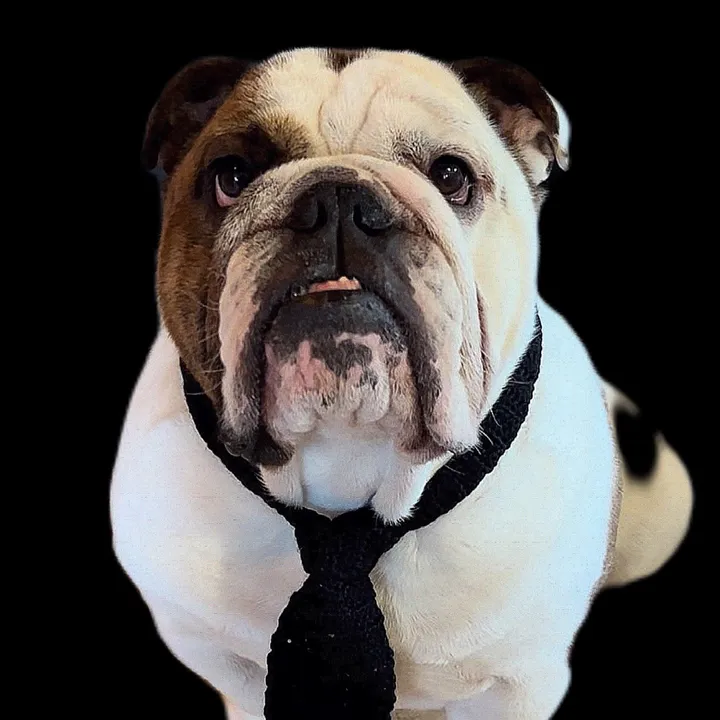 Tyson The Gangsta Bully