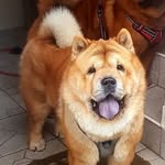 Nougat The Chow 🐻