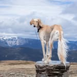 Rocket and Nour the Saluki duo