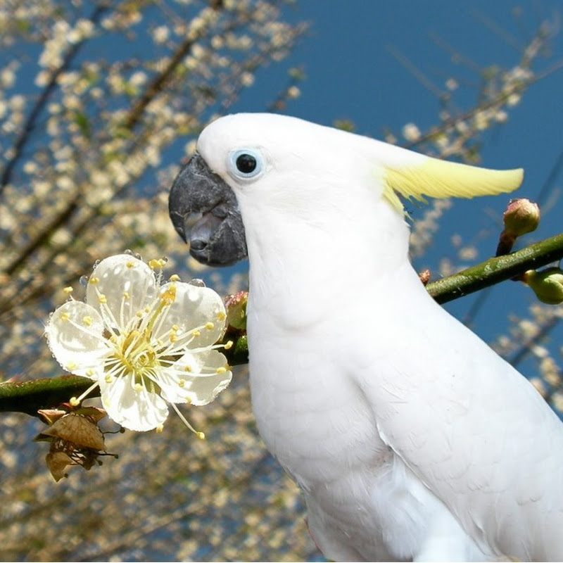 Music & Nature Therapy