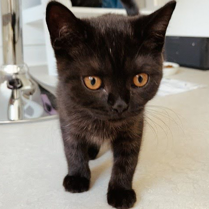 Black British Shorthair  - Tama’s Chilled Life - 