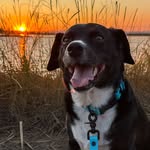 Baloo - discoveries, adventures & travels