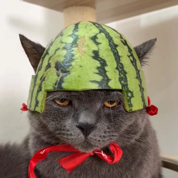 Petsandme