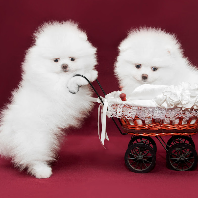 MiniPom OnLine