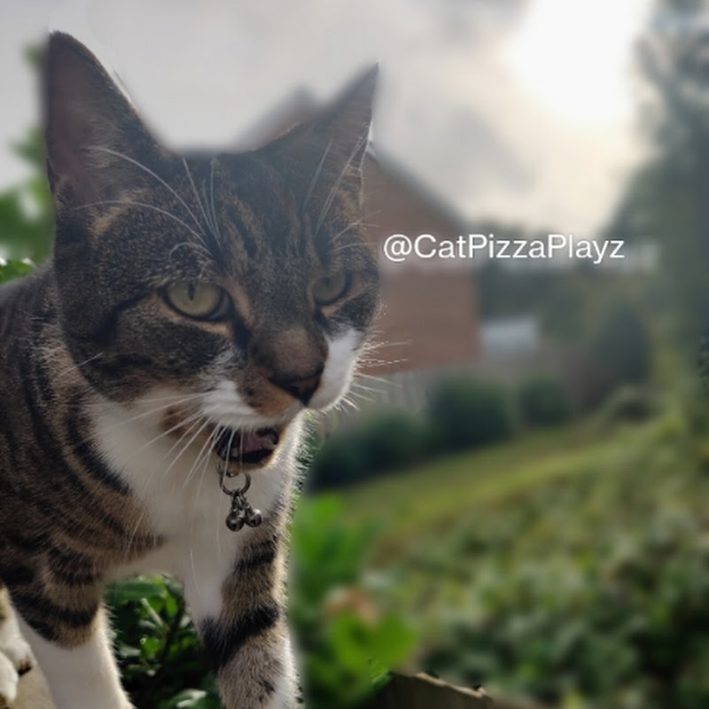 CatPizzaPlayzEditz