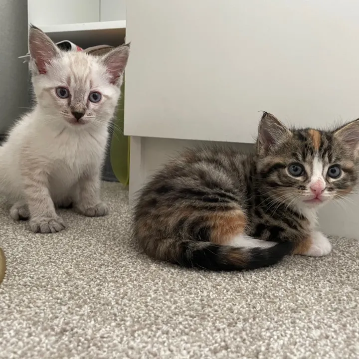 ♥️ Super Kawaii 3 Kittens ♥️