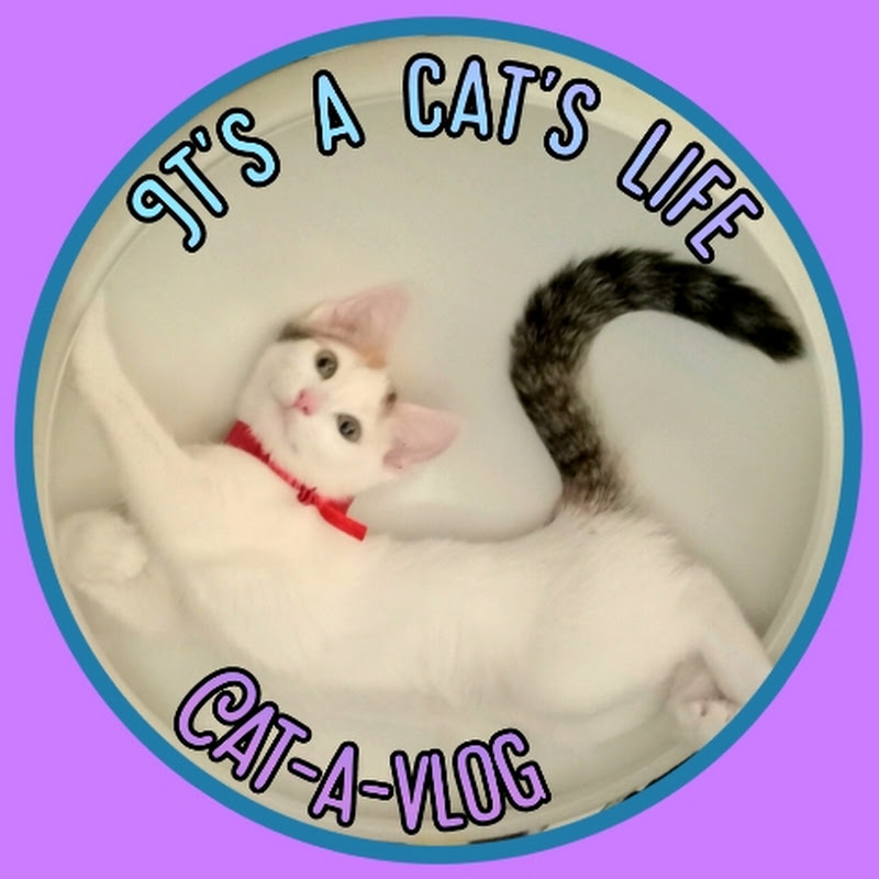 It's a cats life. Cat-a-vlog