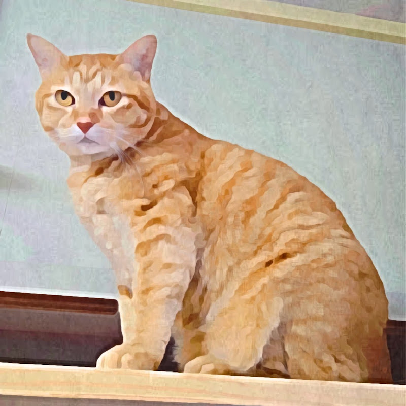 ねこらいだー
