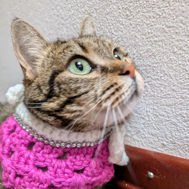 Rosa & Popo | gatto