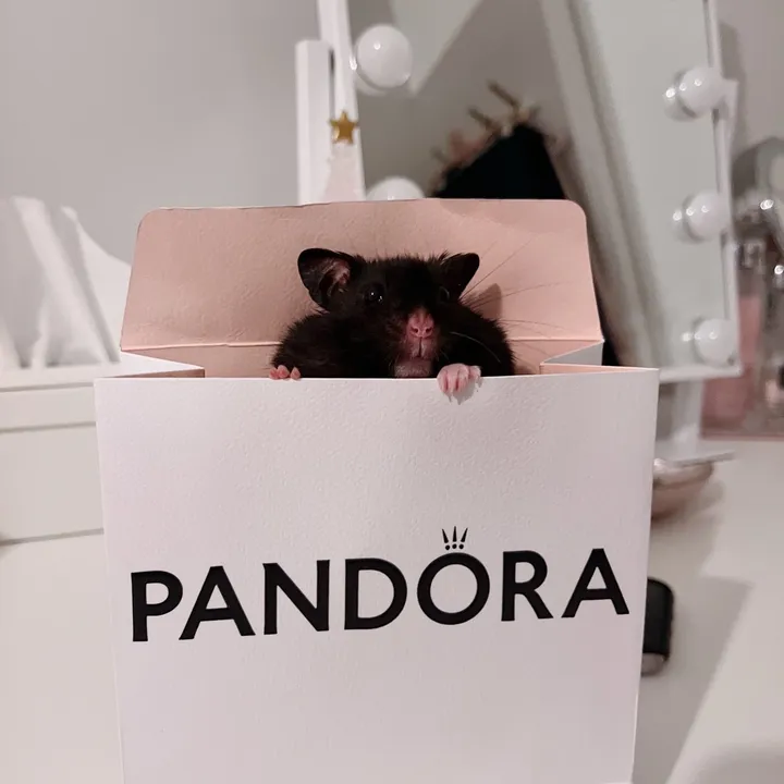 🌸Pandora🌸