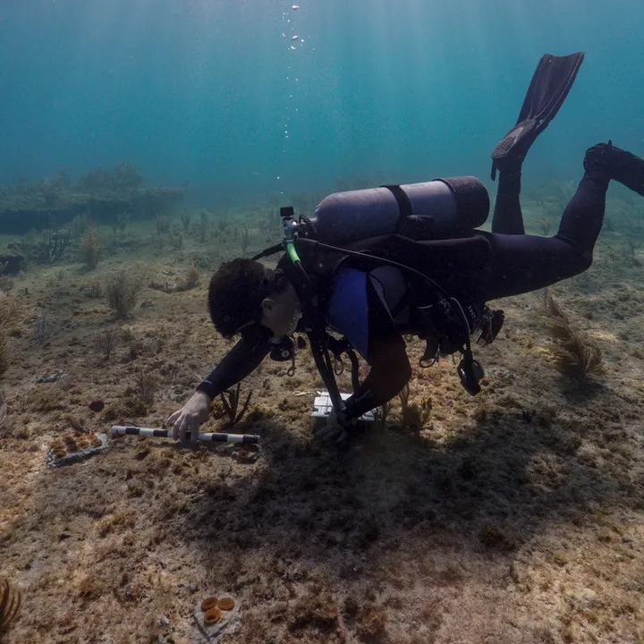 Shane Wever | Reef Builder