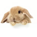 Bunny Love